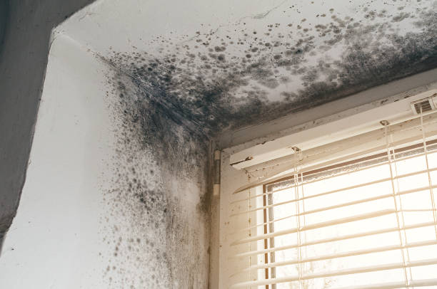 Affordable Mold Removal solutions in Pendleton, NC